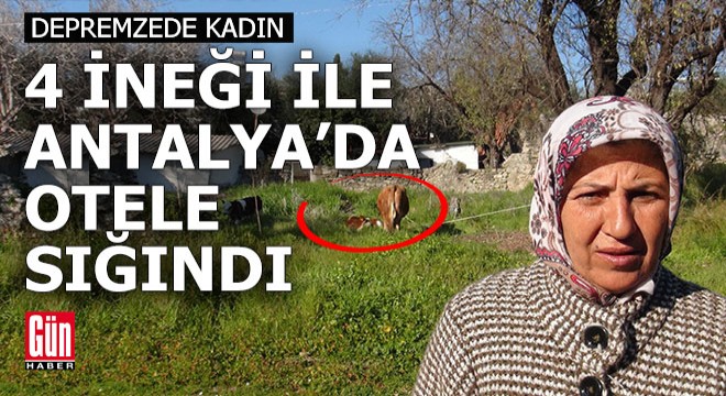 Depremzedenin 4 ineği için yerleştiği otelin bahçesine ağıl yapıldı