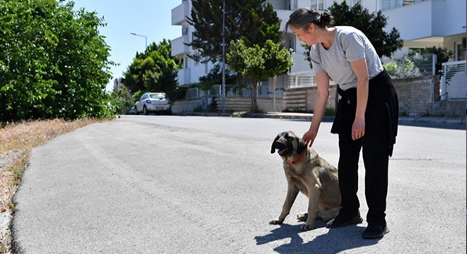 Dere yatağında mahsur kalan 4 köpek kurtarıldı