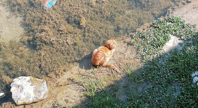 Dereye düşen kediyi itfaiye kurtardı