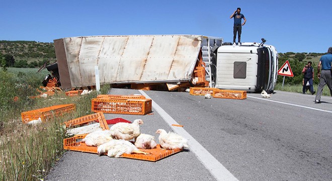Devrilen TIR'daki yüzlerce tavuk öldü
