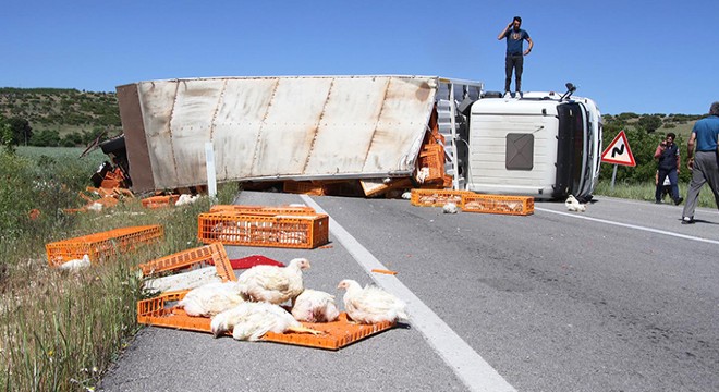 Devrilen TIR daki yüzlerce tavuk öldü