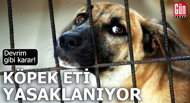 Devrim gibi karar: Köpek eti yasaklanıyor