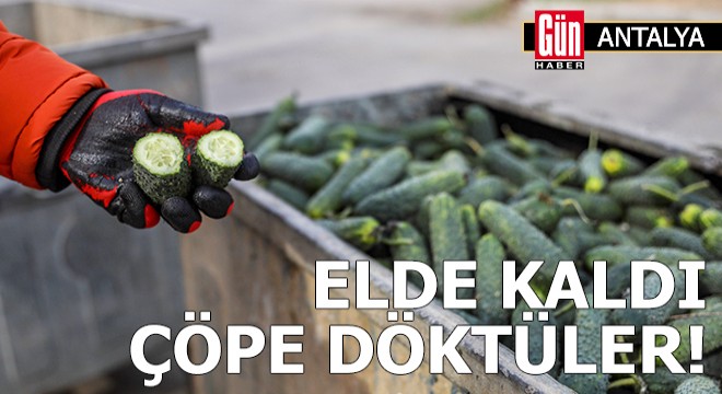Dikenli salatalık, 'tüketimi yok' diye çöpe atılmış