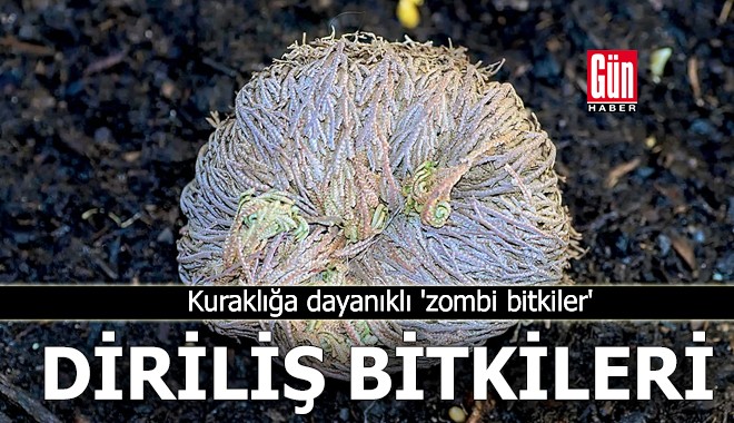 Diriliş bitkileri: Kuraklığa dayanıklı 'zombi bitkiler'