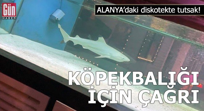 Diskotekteki köpek balığı için Almanya'dan çağrı