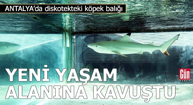 Diskotekteki köpek balığı, yeni yaşam alanına kavuştu