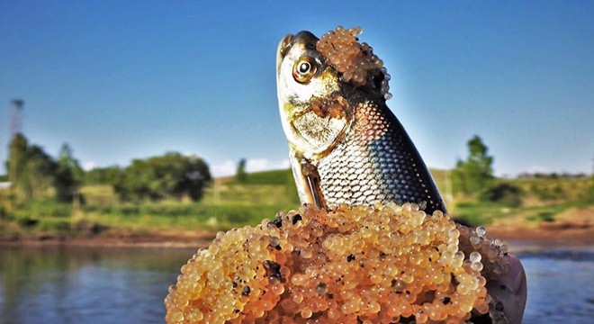 Doğa fotoğrafçısı, inci kefallerinin bıraktığı yumurtaları çekti
