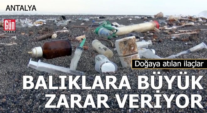 Doğaya atılan ilaçlar, balıklara büyük zarar veriyor
