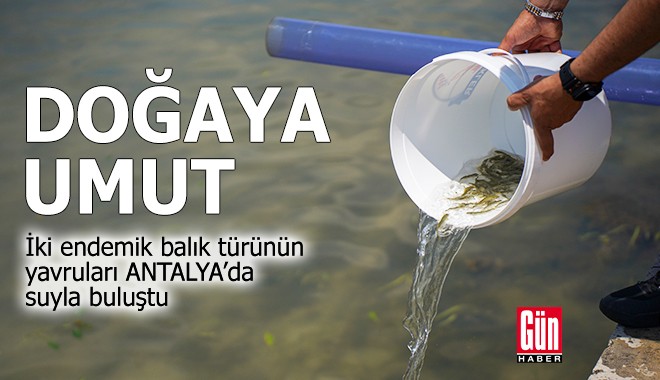 Doğaya umut: İki endemik balık türünün yavruları suyla buluştu