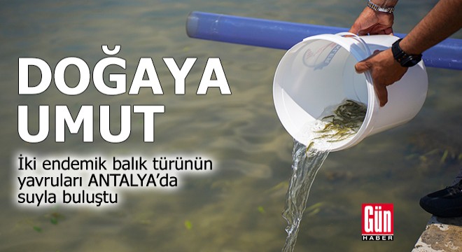 Doğaya umut: İki endemik balık türünün yavruları s