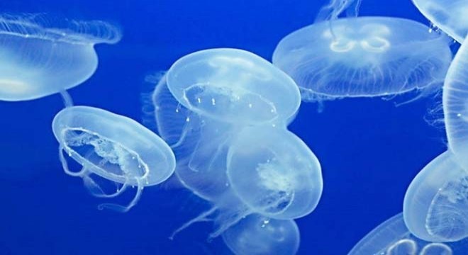 Doğu Akdeniz'de balık azaldı, denizanaları çoğaldı