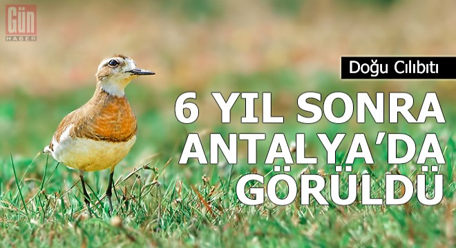 Doğu Cılıbıtı, 6 yıl sonra yine Antalya'da görüldü