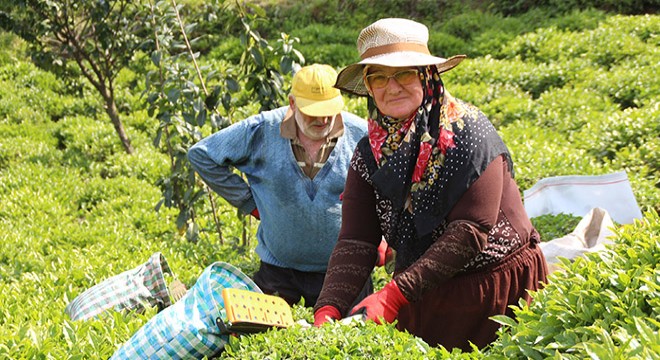 Doğu Karadeniz'de yaş çay hasadı başladı