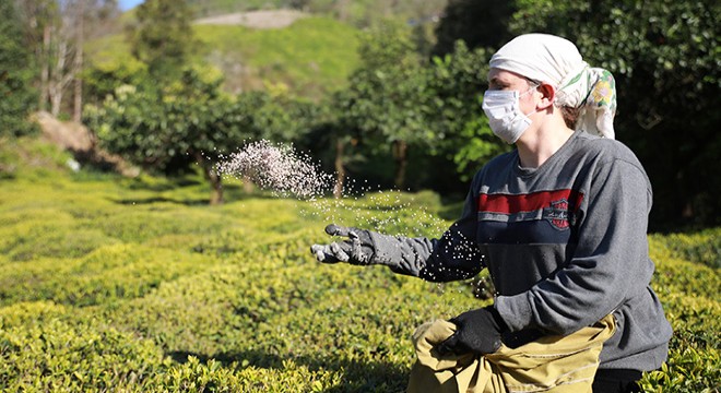 Doğu Karadeniz de tarımda  aşırı gübreleme  tehlikesi