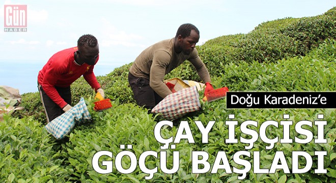 Doğu Karadeniz’e çay işçisi göçü başladı, uyarı geldi