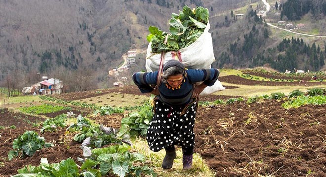 Doğu Karadeniz kırsalı yaşlandı