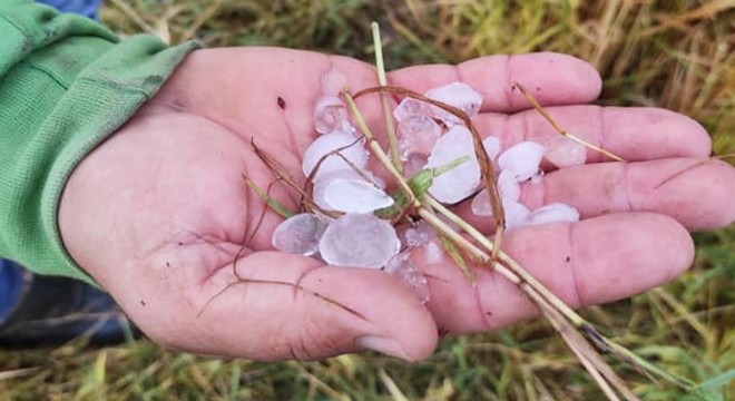 Dolu, 13 bin dönüm çeltik arazisine zarar verdi