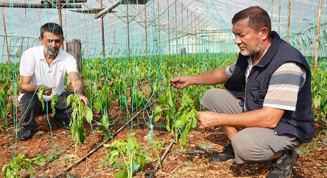 Doludan 102 çiftçinin 305.5 dekar alanı zarar gördü