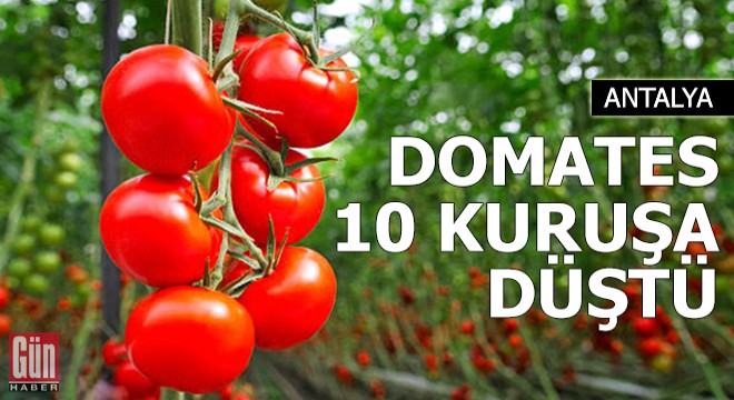 Domates 10 kuruşa düştü