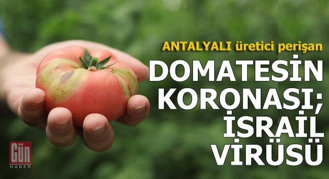 Domatesin koronası; İsrail virüsü...