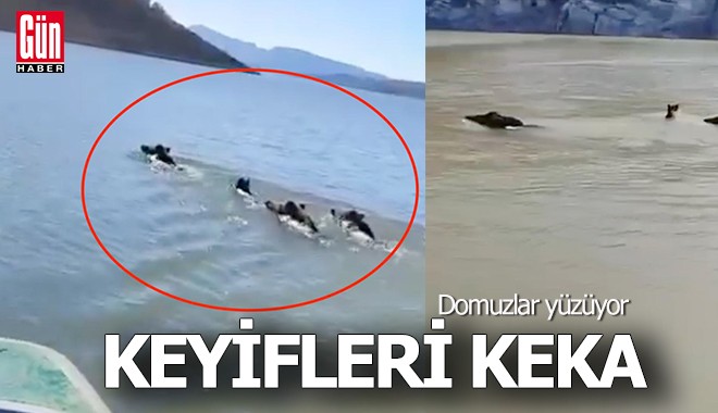 Domuz sürüsünün yüzme keyfi