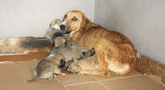 Donmak üzereyken bulunan köpek ve 8 yavrusuna belediye sahip çıktı