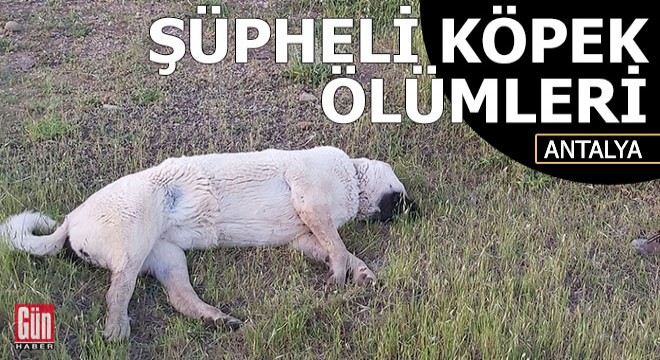 Döşemealtı’nda şüpheli köpek ölümleri