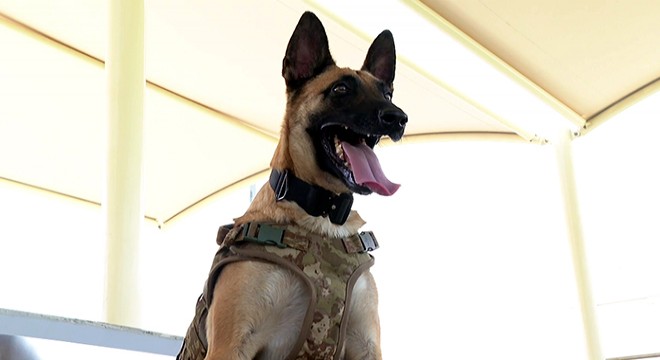 Dünya Kupası'nda TSK'nın bomba arama köpekleri de görev yapıyor