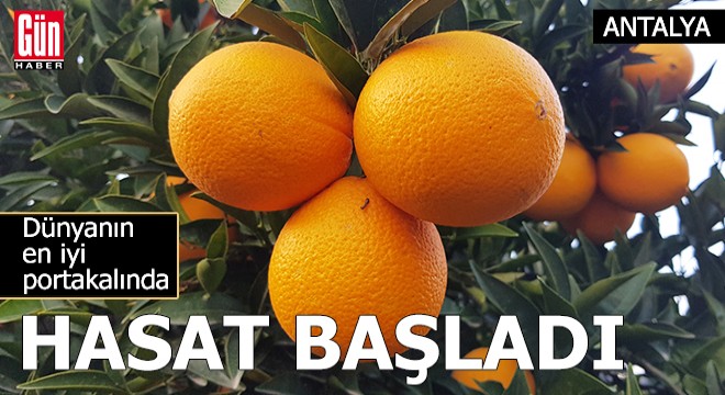 Dünyanın en iyi portakalında hasat başladı