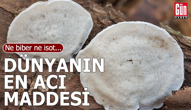 Dünyanın en acı maddesi bulundu
