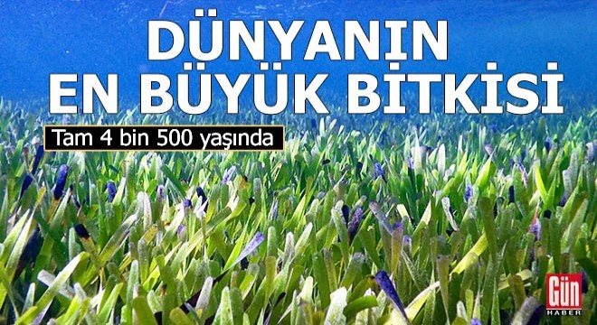 Dünyanın en büyük bitkisi 4 bin 500 yaşında