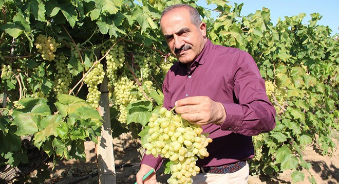 Dünyanın tercihi Türk üzümü oldu