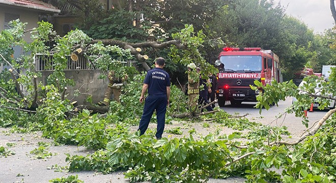 Dut ağacı park halindeki otomobilin üstüne devrildi