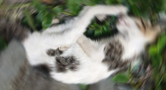 Duvara fırlatıp öldürdüğü kedi için 4 yıl hapsi istendi