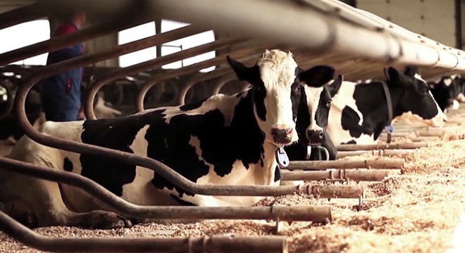 Düve yetiştiriciliği ve düve alımlarına 80 milyon TL'lik destek