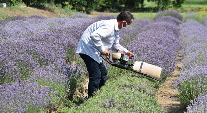 Edirne'de mor tarlalarda hasat zamanı