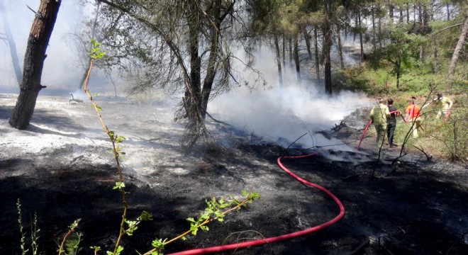Edirne de orman yangını; 5 dönüm zarar gördü