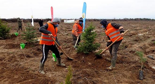 Edirne de yanan ormanlar ağaçlandırılıyor