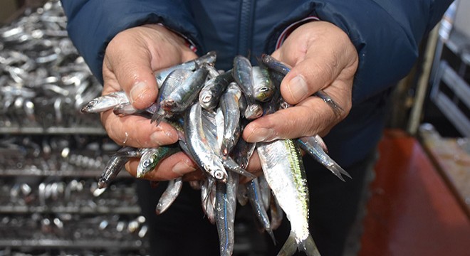 Ege hamsisi İzmir'den dünyaya ulaşıyor