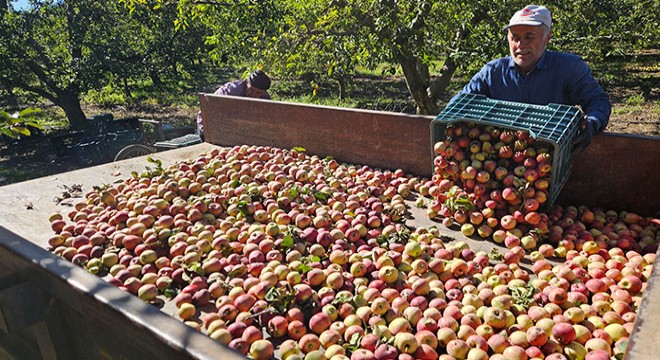Eğirdir köylerinde elma tepeleri