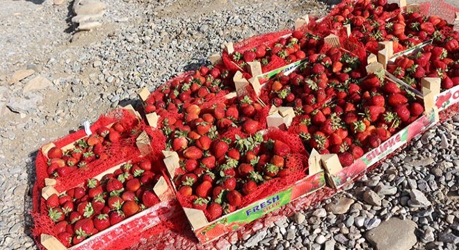 Ekonomiye 40 milyon lira katkısı olan Sason çileği tescillendi