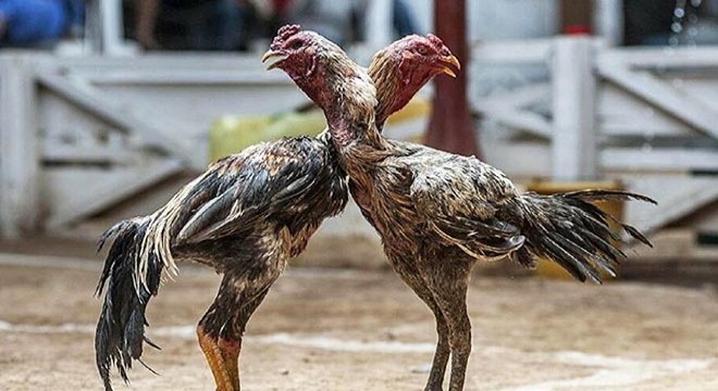 Elazığ'da horoz dövüştüren 27 kişiye ceza