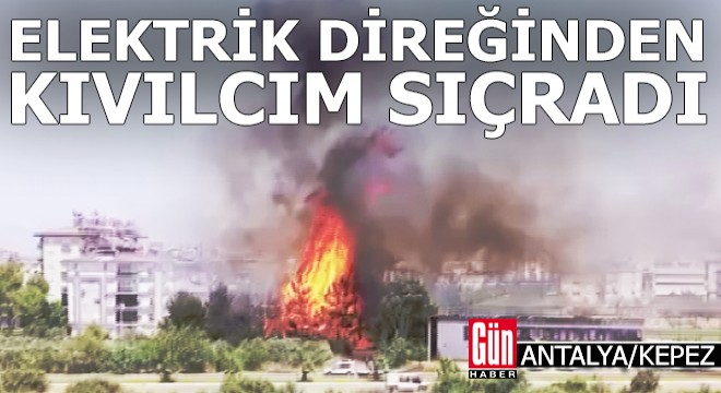 Elektrik direğinden sıçrayan kıvılcım ağaçları kül etti