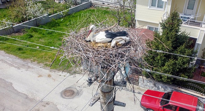 Elektrik direği, 7 yıldır leyleklerin yuvası
