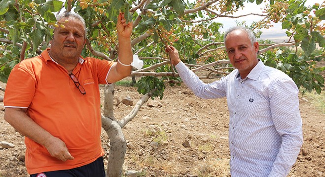 Eller tetikte  yeşil altın  nöbeti tutuyorlar