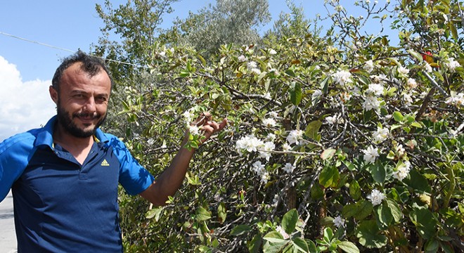 Elma ağacı, ekimde çiçek açtı