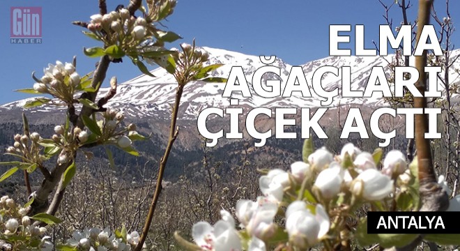 Elma ağaçları çiçek açtı