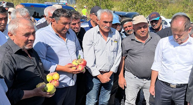 Elmada dolu zararı