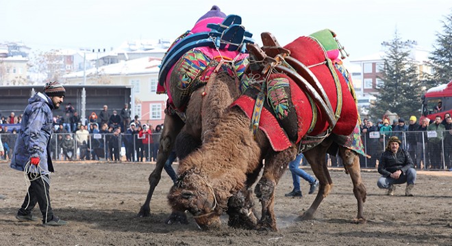 Elmalı, 29 yıl sonra deve güreşleriyle buluştu