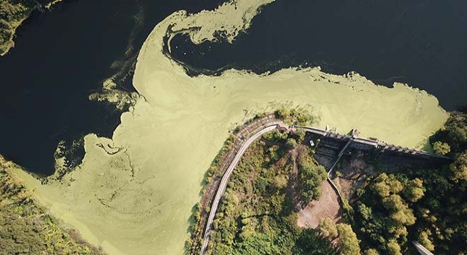 Elmalı Barajı'ndaki yeşil tabaka arttı